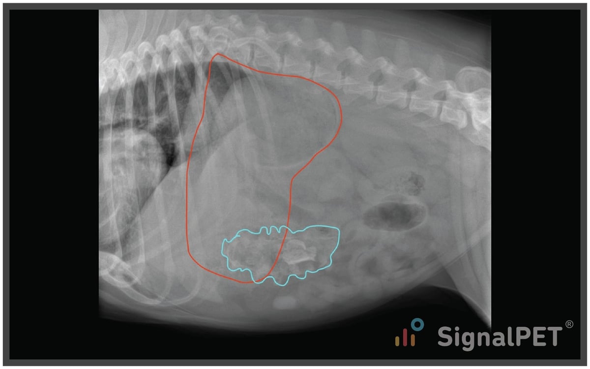 Radiology Case of the Week Canine Gastrointestinal Foreign Body